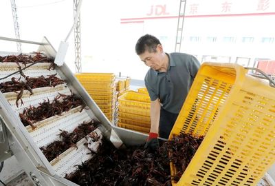 彭澤縣小龍蝦 水產(chǎn)品收購(gòu)助力產(chǎn)業(yè)升級(jí)，“鏈”出20億元大產(chǎn)業(yè)