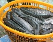 現(xiàn)款收購(gòu)玉米小麥與顏楊水產(chǎn)養(yǎng)殖 北京市場(chǎng)動(dòng)態(tài)及合作機(jī)遇