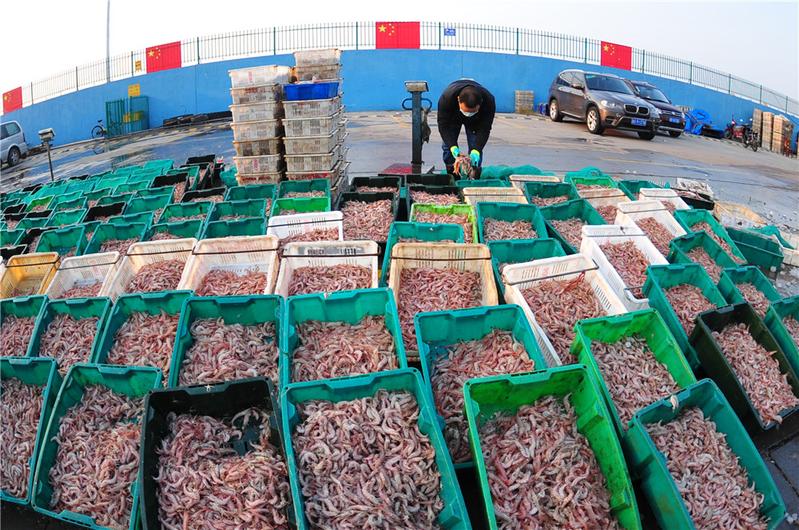 沙子口漁港復(fù)工，3000斤八帶與蠣蝦一小時(shí)售罄，水產(chǎn)品市場(chǎng)復(fù)蘇強(qiáng)勁