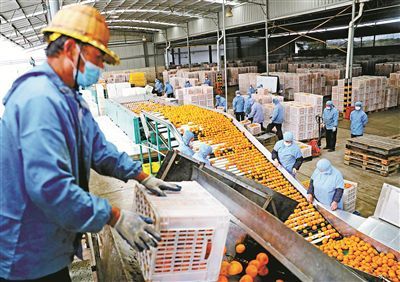 柑橘豐收季與水產(chǎn)品收購(gòu)熱潮交織